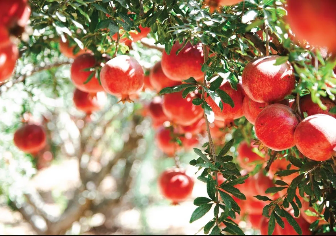 מארז גלויות חיבוק עוטף דרום — תמונה 9